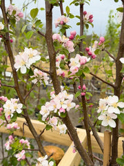 Malus Yellow Siberian Half Standard 15 Litre Pot