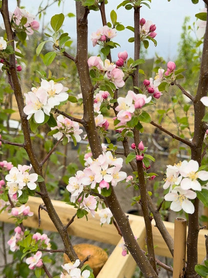 Malus Yellow Siberian Half Standard 15 Litre Pot