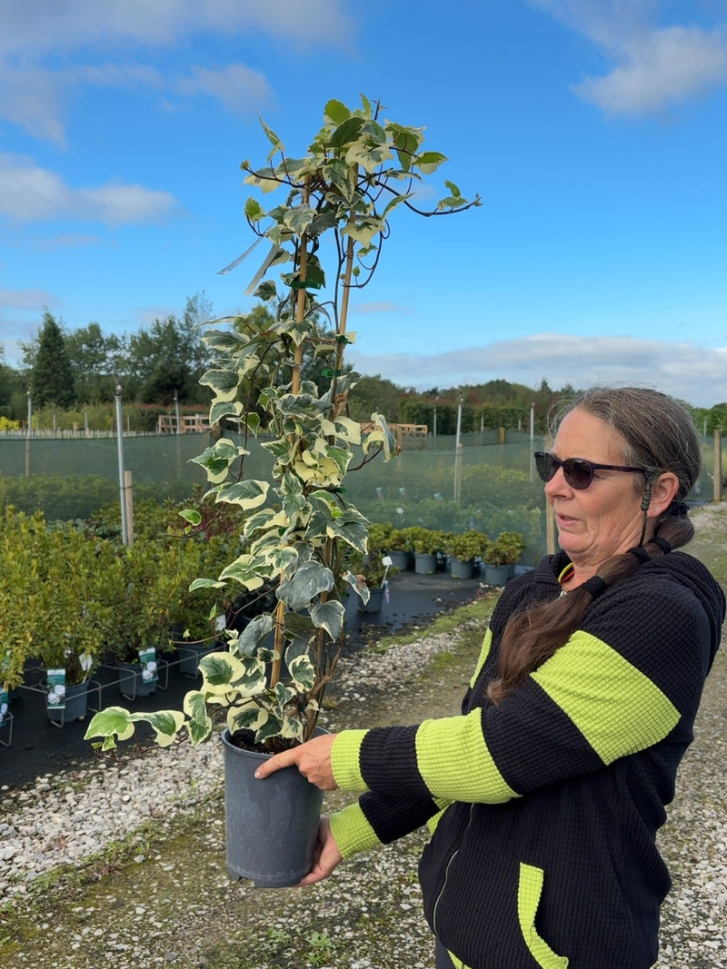 Hedera Gloire de Marengo 4 Litre Pot