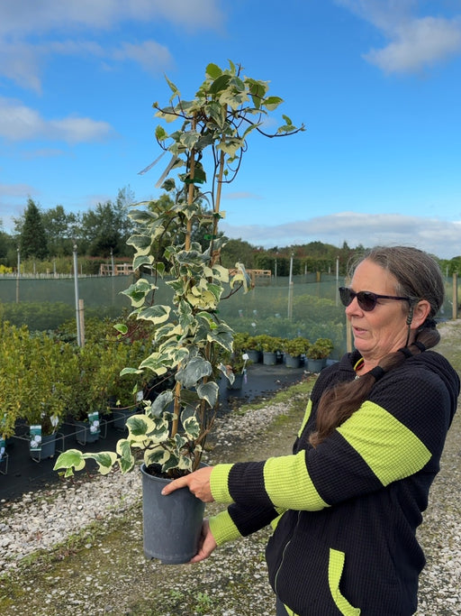 Hedera Gloire de Marengo 4 Litre Pot
