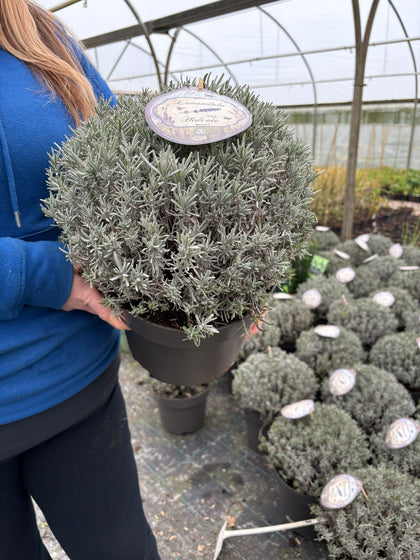 Lavender Angustifolia Hidcote 7.5 Litre Pot