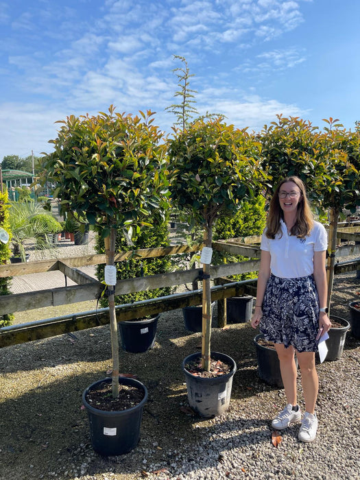 Photinia Red Robin 1/2 Standard 110cm Stem and 60-70cm Head
