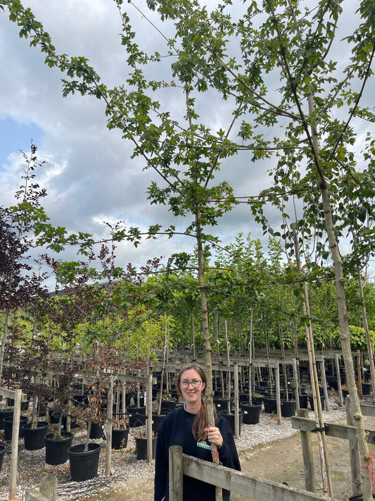 Acer Campestre Std 8-10cm Girth