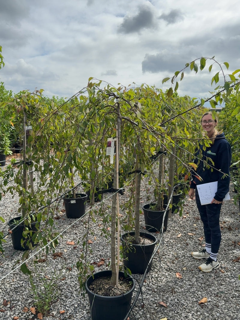 Malus Cheal's Weeping Half Standard 30 Litre Pot
