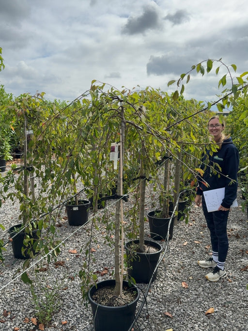 Malus Cheal's Weeping Half Standard 30 Litre Pot