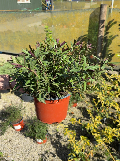 Hebe Great Orme 2 Litre Pot