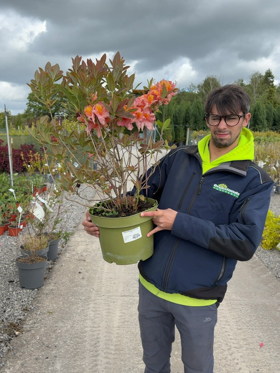 Azalea Mollis Berryrose 10 Litre Pot