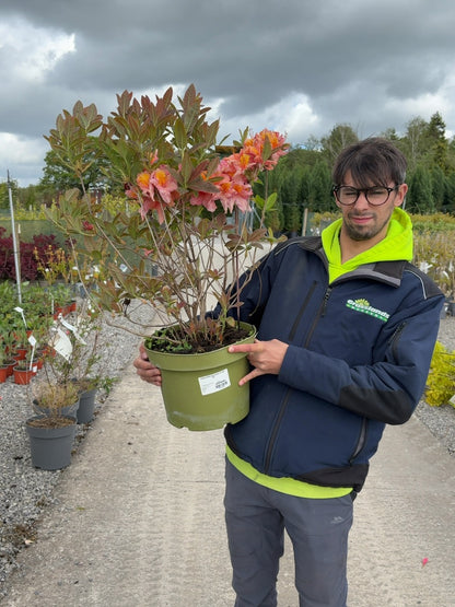 Azalea Mollis Berryrose 10 Litre Pot
