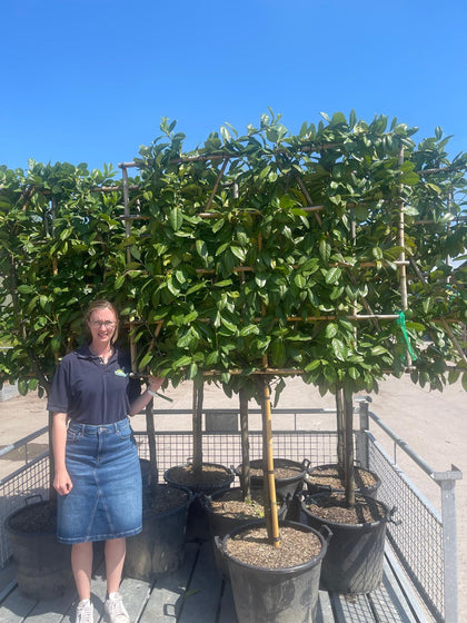 Prunus laur. Novita Pleached 80/100cm St 120 H x 150cm W Frame