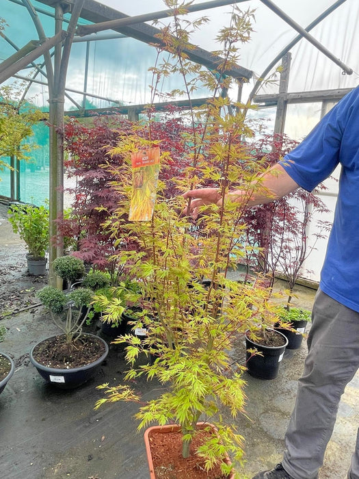 Acer palmatum Orange Lace 14 Litre