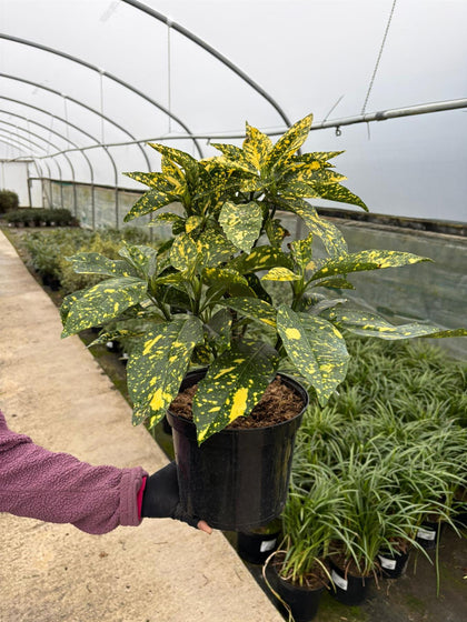 Aucuba Japonica Crotonifolia 5 Litre Pot