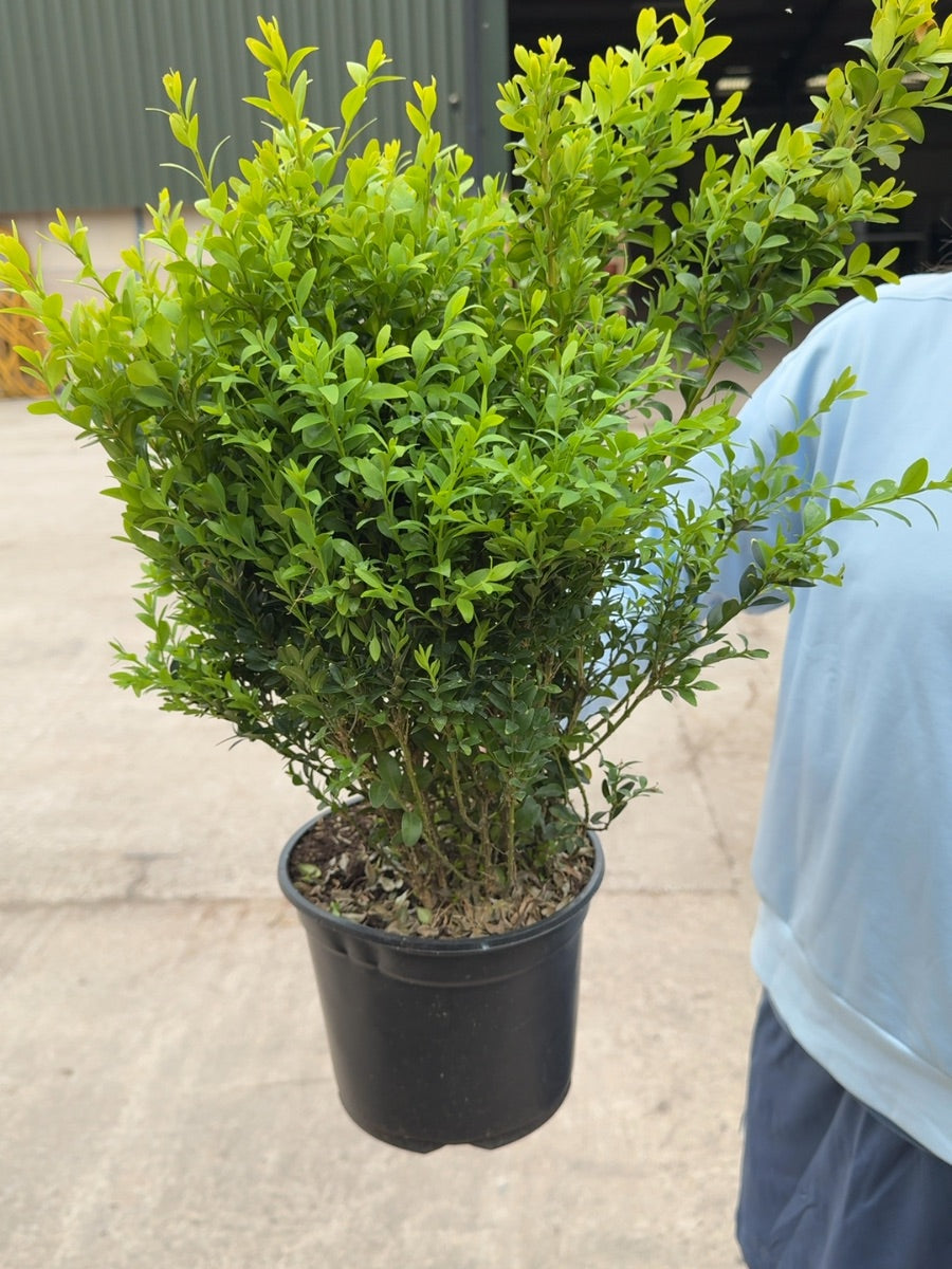 Box Hedging 3 Litre 40+cm