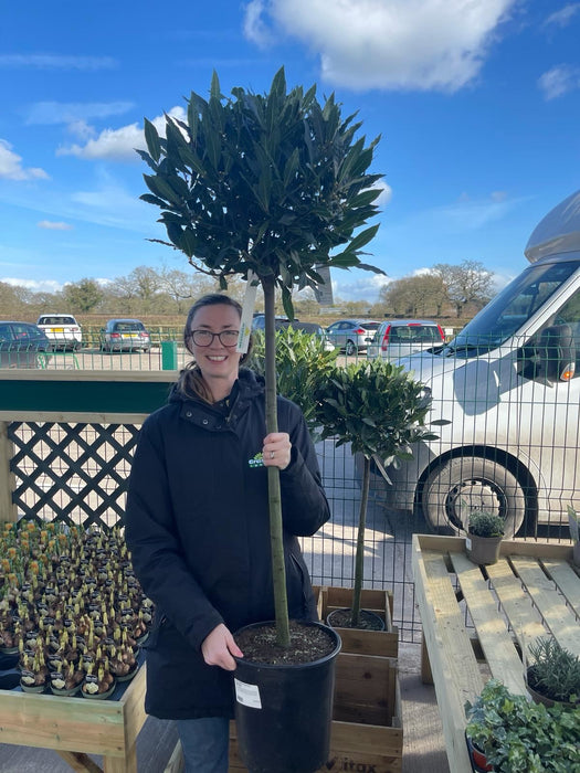 Laurus Nobilis 1/2 Standard 20 Litre Pot 80cm Stem 50/55cm Head
