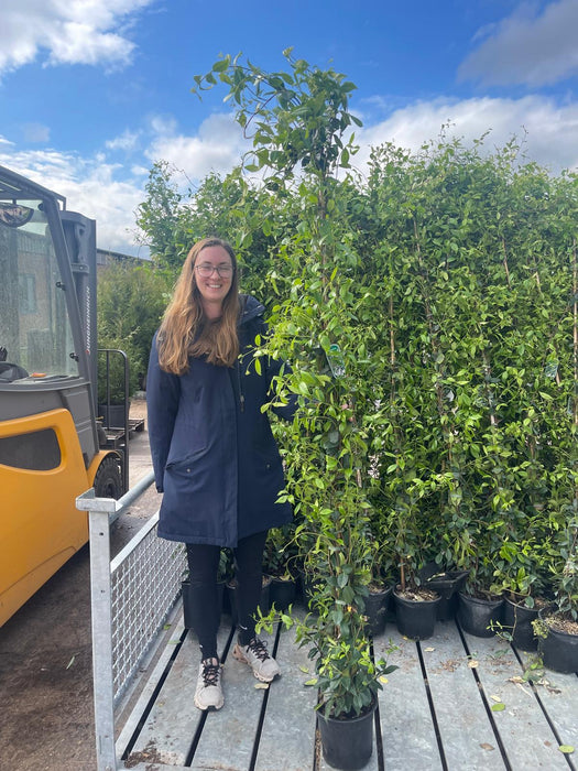 Trachelospermum Jasminoides 5 Litre Pot 200cm Tall