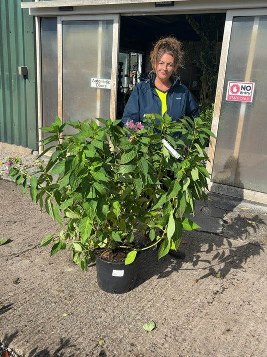 Hydrangea Bluebird 20 Litre Pot 80-100cm