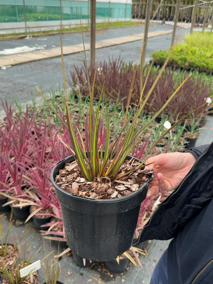 Libertia ixioides 'Taupo Sunset' - New Zealand Iris 3 Litre Pot
