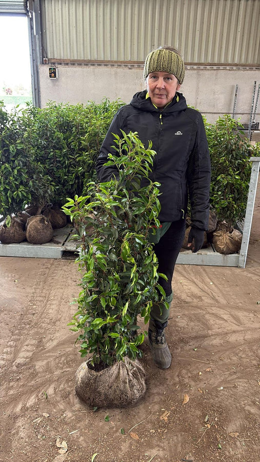 Portuguese Laurel Hedging 100/120cm Root Ball Delivery from October