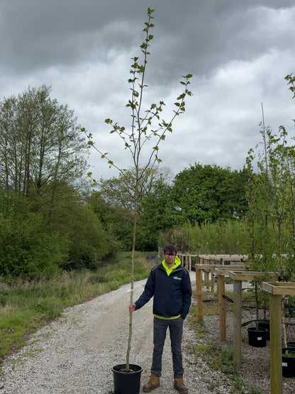 Platanus hispanica - Acerifolia  8/10cm Girth