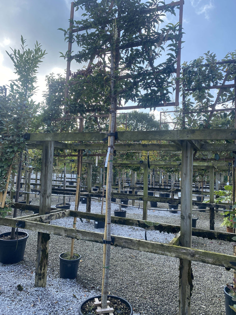 Prunus lusitanica Brenelia Pleached Standard 180 Stem Frame 120x120cm