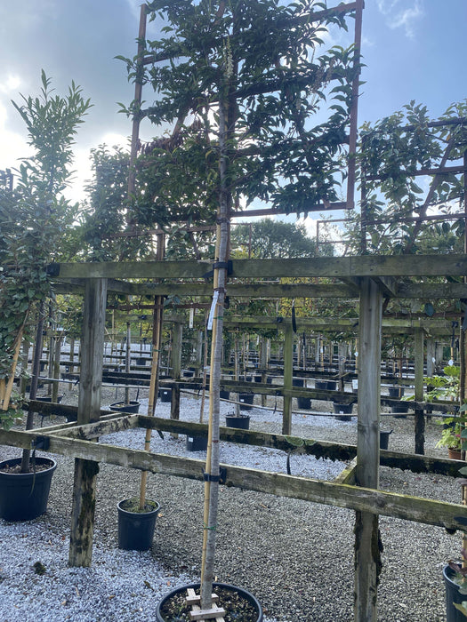 Prunus lusitanica Brenelia Pleached Standard 180 Stem Frame 120x120cm