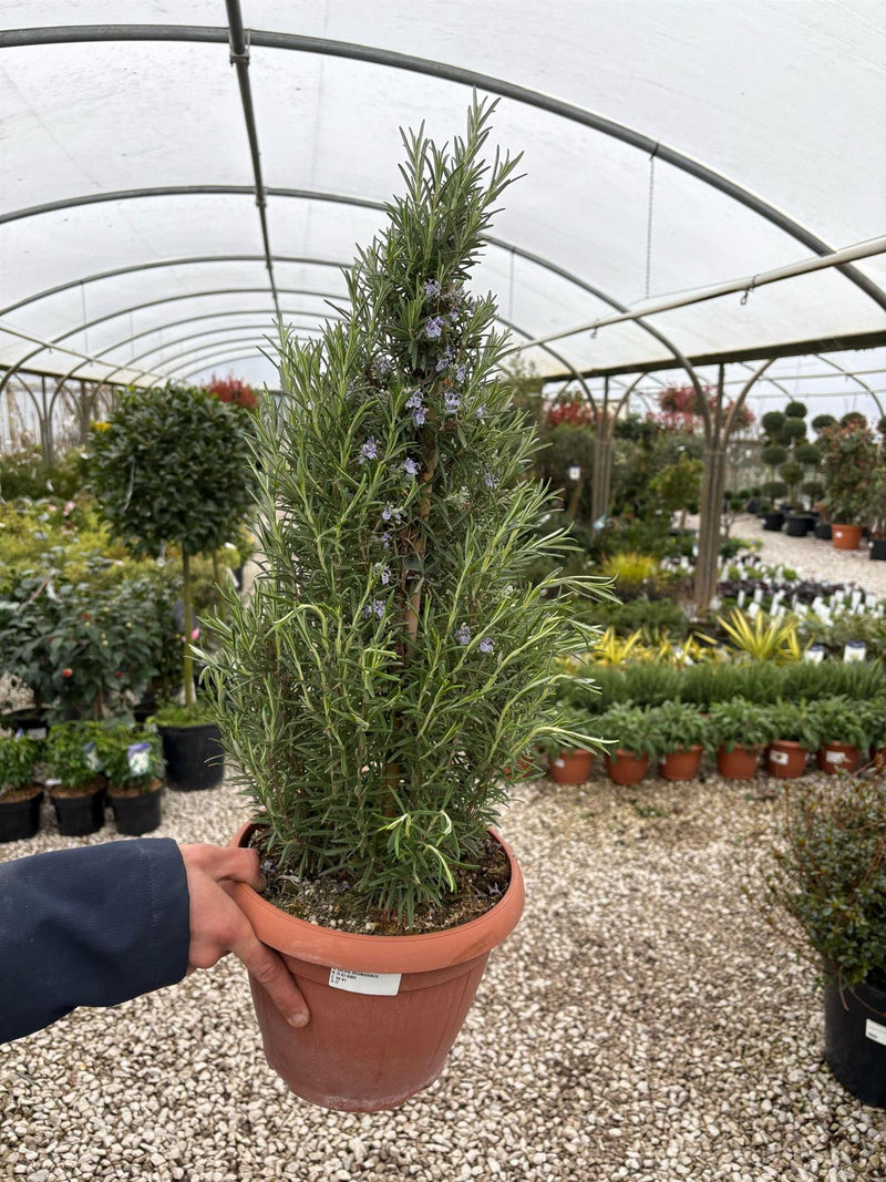 Rosmarinus Officinalis Pyramid 6 Litre Pot