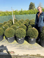 Yew Taxus Baccata Ball 50-55cm Pre Order/Ready For June