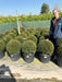 Yew Taxus Baccata Ball 50-55cm Pre Order/Ready For June