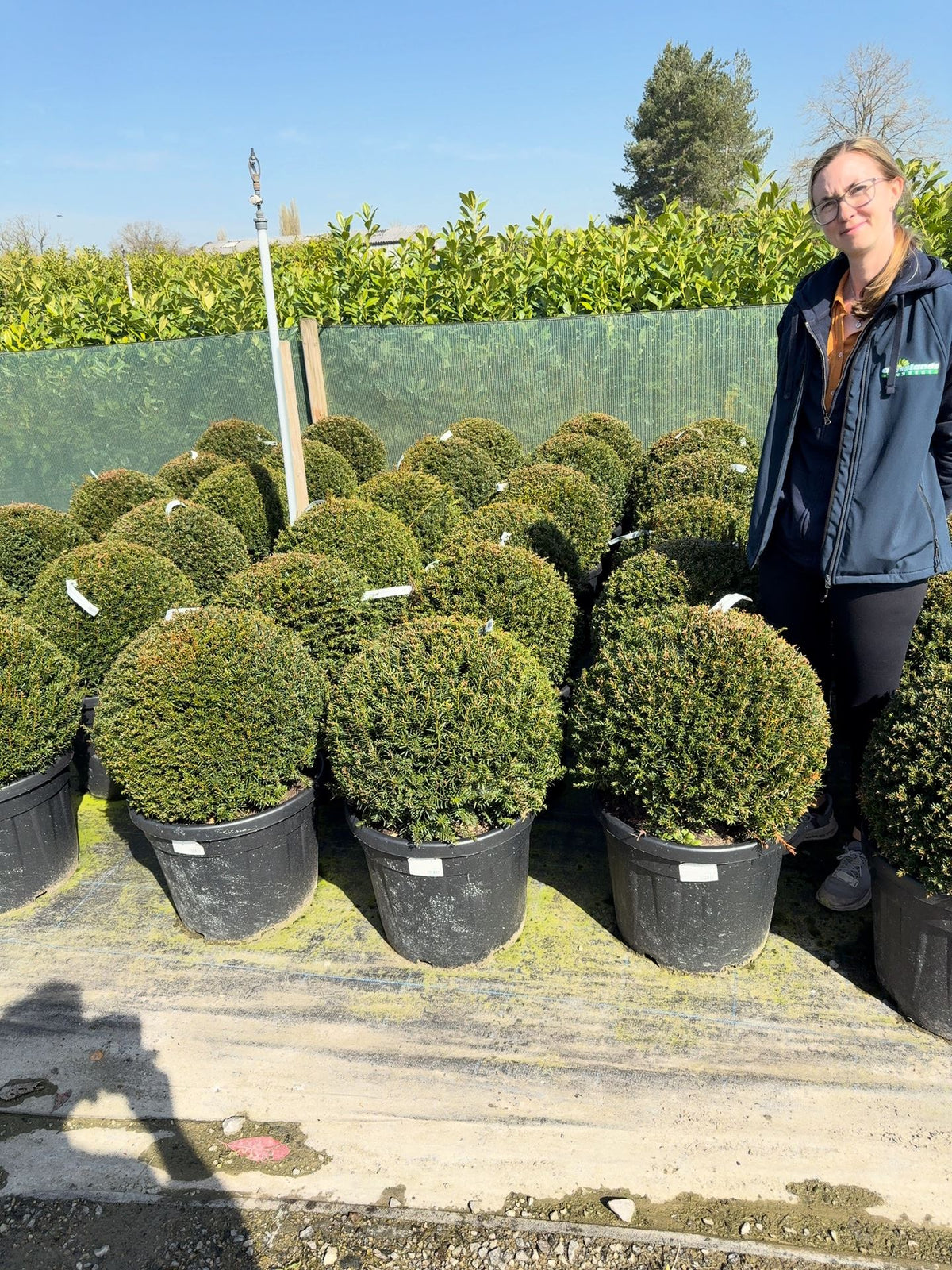 Yew Ball Taxus Baccata 50-55cm