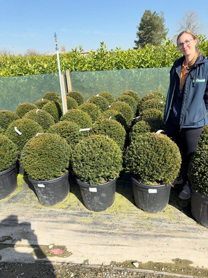 Yew Ball Taxus Baccata 50-55cm