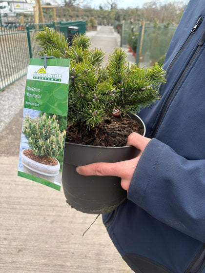 Pinus mugo Klostergrun 4.5 Litre Pot