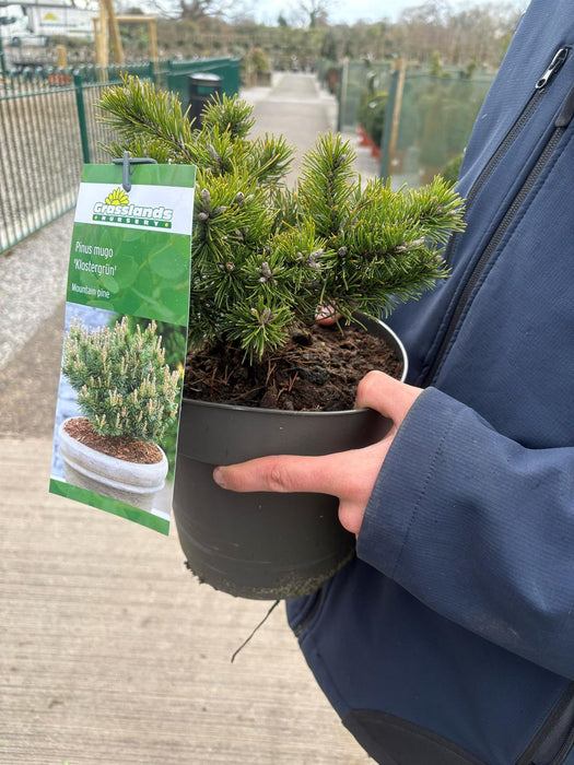 Pinus mugo Klostergrun 4.5 Litre Pot
