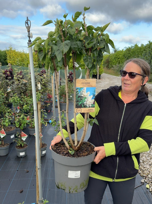Syringa Madame Lemoine 12 Litre Pot 80-100cm