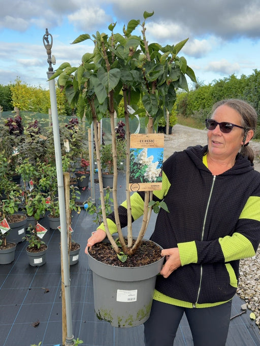 Syringa Madame Lemoine 12 Litre Pot 80-100cm