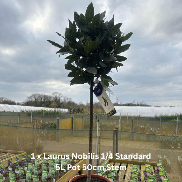 Raised Bed Planter Including Classic Elegance Planter Pack & Compost