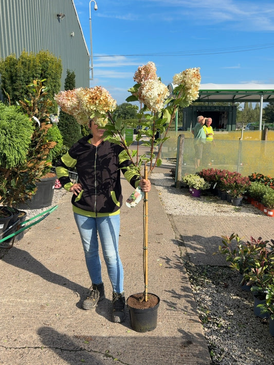 Hydrangea paniculata Phantom 7.5 Litre Pot Half Standard