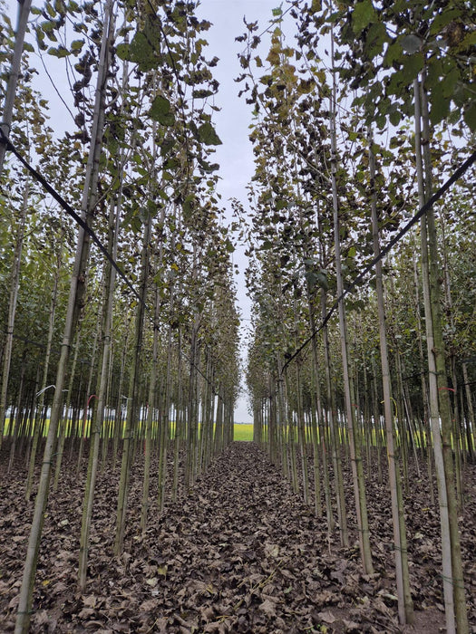 Populus can. Robusta 8/10cm Girth Root Ball