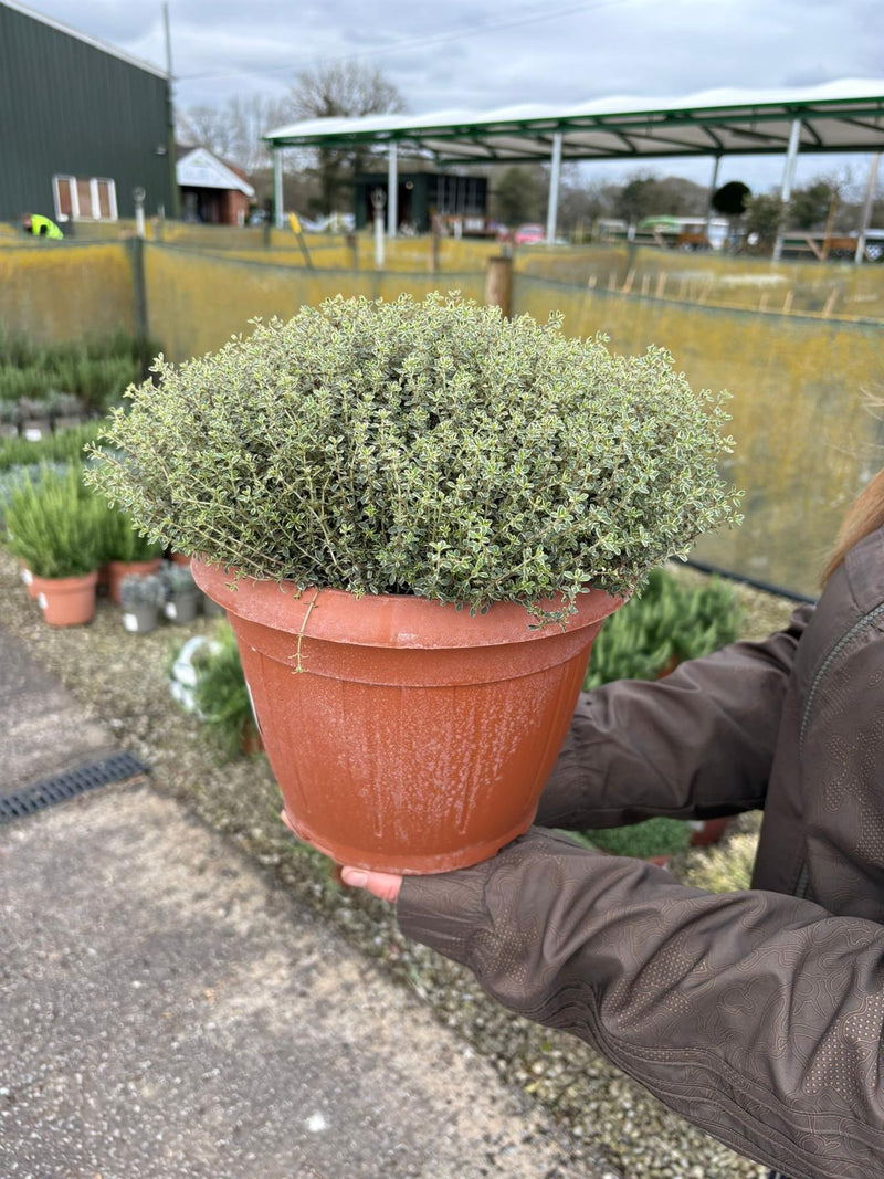 Thymus Vulgaris 6 Litre Pot