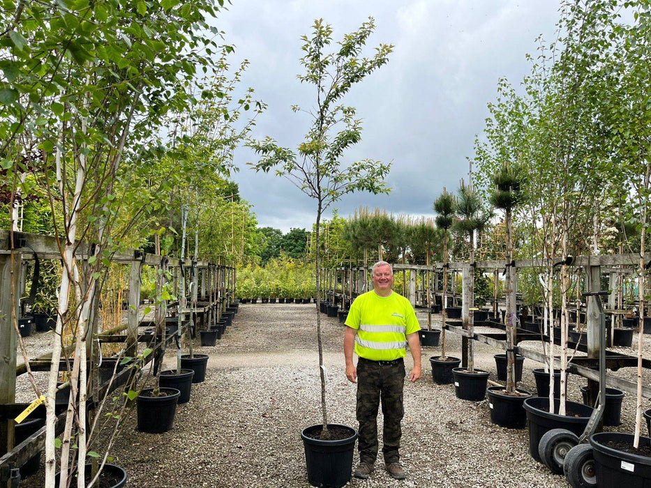 Prunus sub. Autumnalis Standard 6-8cm Girth