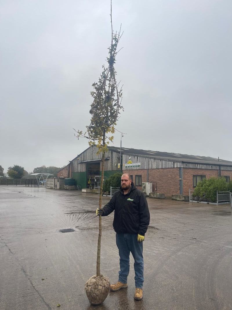 Acer Campestre 10-12cm Heavy Girth
