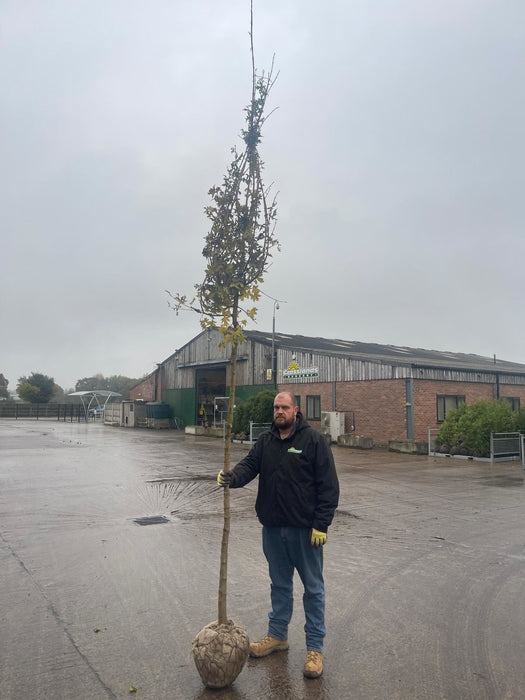 Acer Campestre 10-12cm Heavy Girth Rootballed