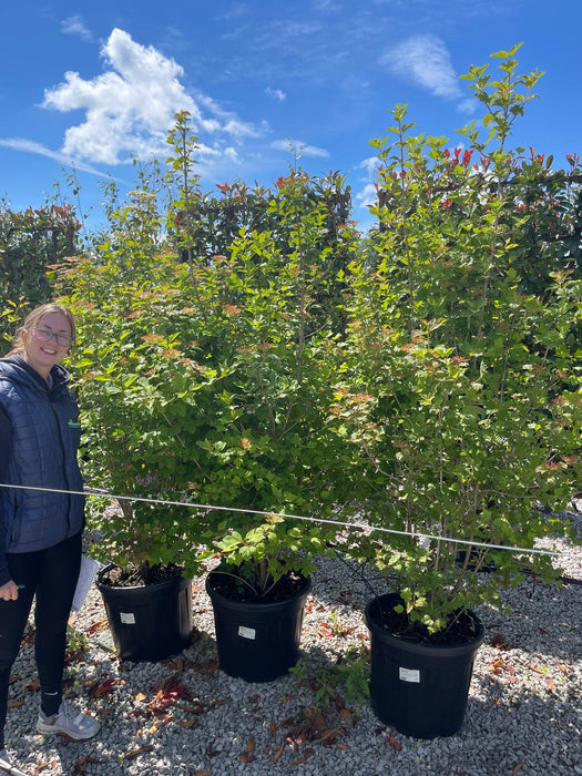 Viburnum Opulus Multi Stem 175/200cm 55 Litre Pot