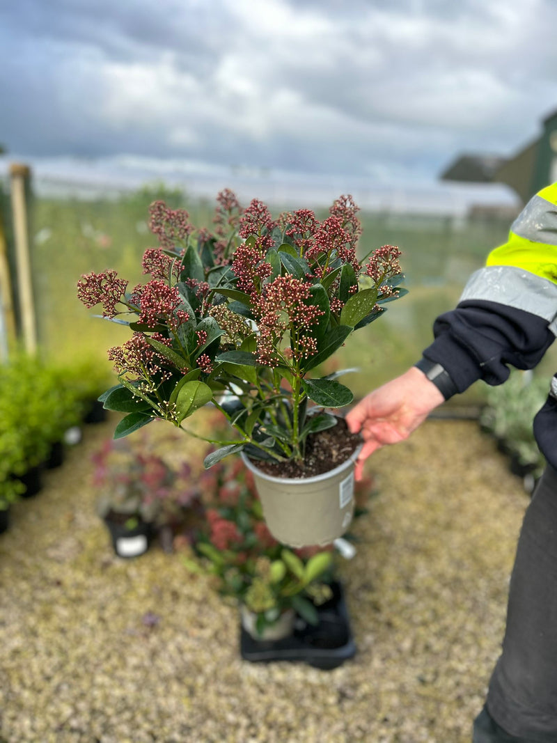 Skimmia Japonica Rubella 2 Litre Pot