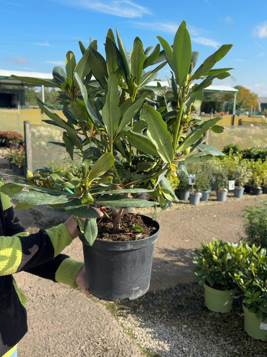 Rhododendron Hybrid Marcel Menard 5 Litre Pot