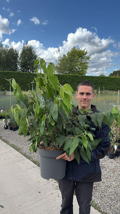 Viburnum plicatum Kilimanjaro 12 Litre Pot 80/100cm