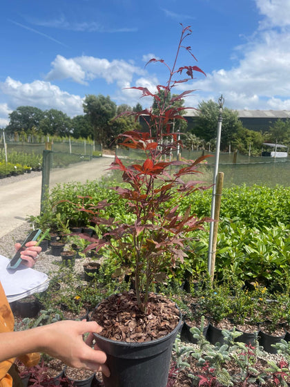 Acer Palmatum Atropurpureum 3 Litre Pot