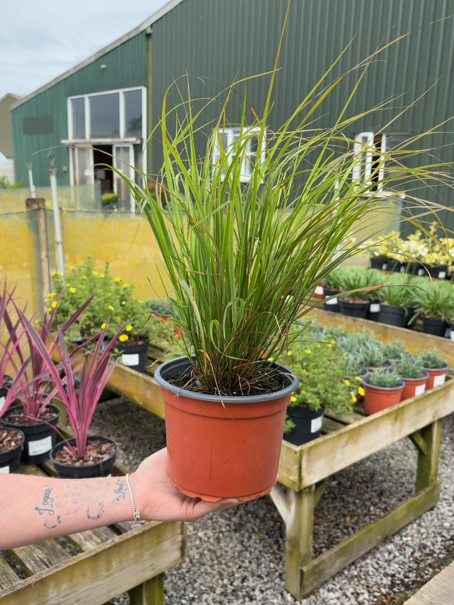 Stipa Arundinacea 2 Litre Pot