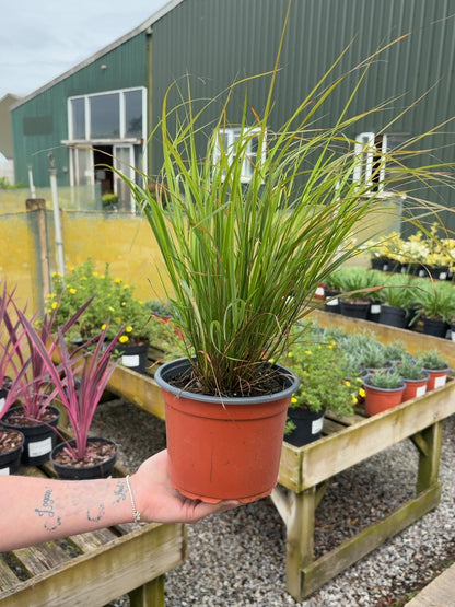 Stipa Arundinacea 2 Litre Pot