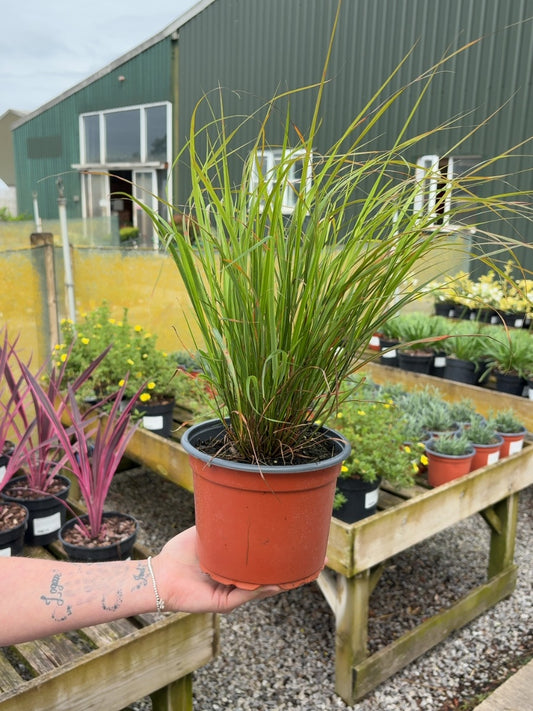 Stipa Arundinacea 2 Litre Pot
