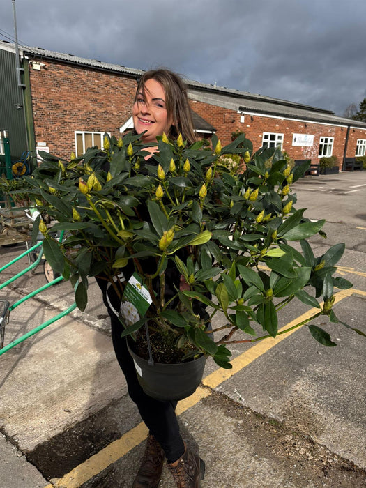Rhododendron Hyb Madame Masson 12 Litre Pot