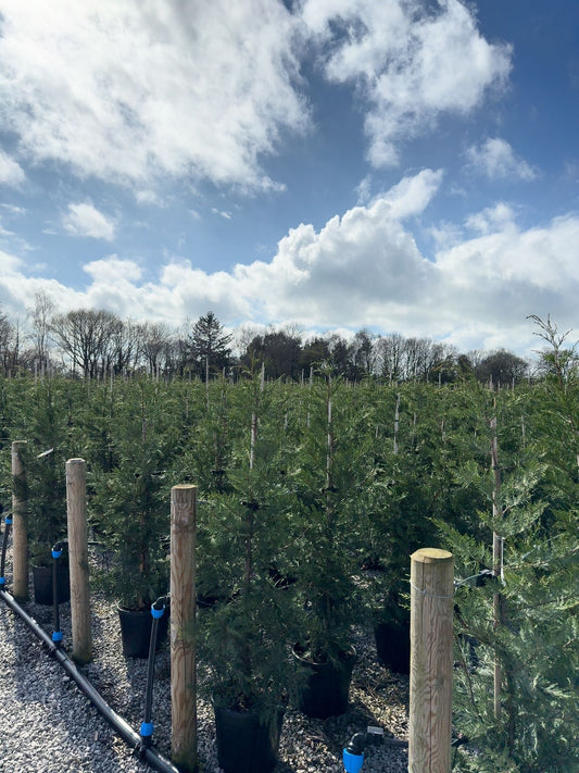 Big Deal Leylandii Hedging 200cm 30 Litre Pot x 20 Plants
